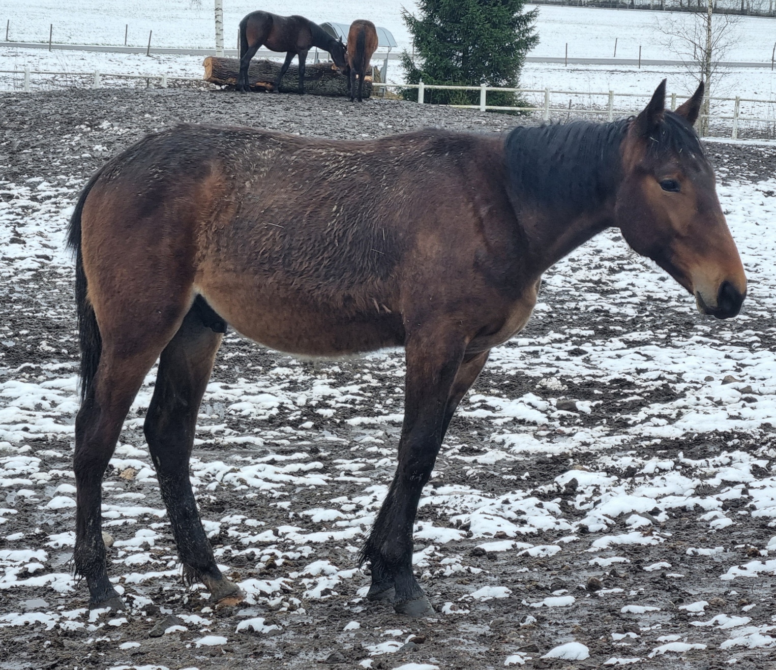 Bankomat-Helvin-